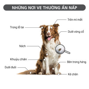 Nhỏ ve gáy MasterCare-1