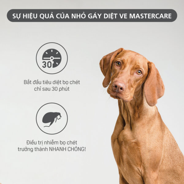 Nhỏ ve gáy MasterCare