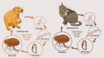 Cách trị ve chó đơn giản tận gốc hiệu quả tại nhà