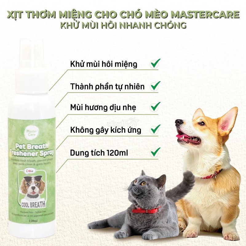 Sử dụng sản phẩm làm sạch răng miệng chuyên biệt cho mèo