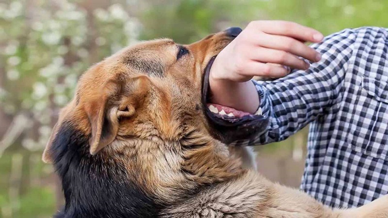 Nguyên nhân tới các vi điều hành không nghe lời ở chó