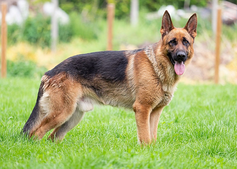 Giống chó thông minh German Shepherd 