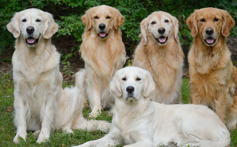 Giống chó thông minh Golden Retriever 