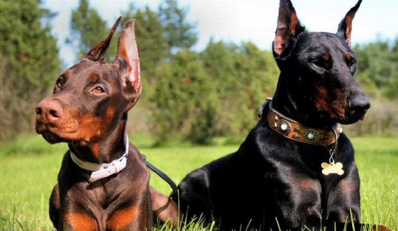 Giống chó thông minh Doberman Pinscher 