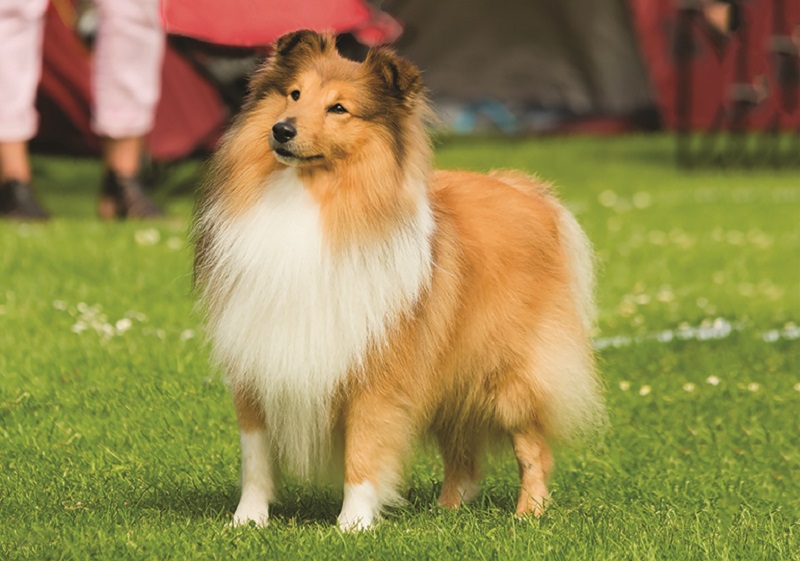 Giống chó thông minh Shetland Sheepdog 