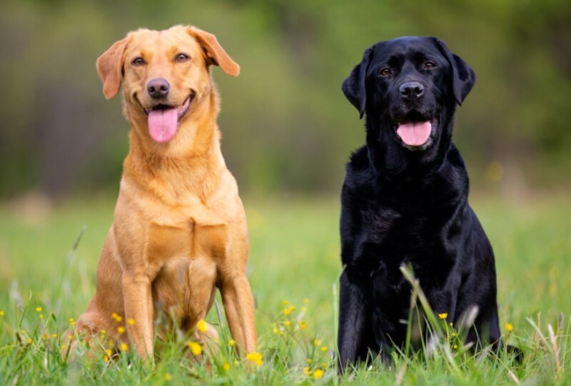 Giống chó thông minh Labrador Retriever 