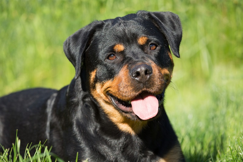 Giống chó thông minh Rottweiler 