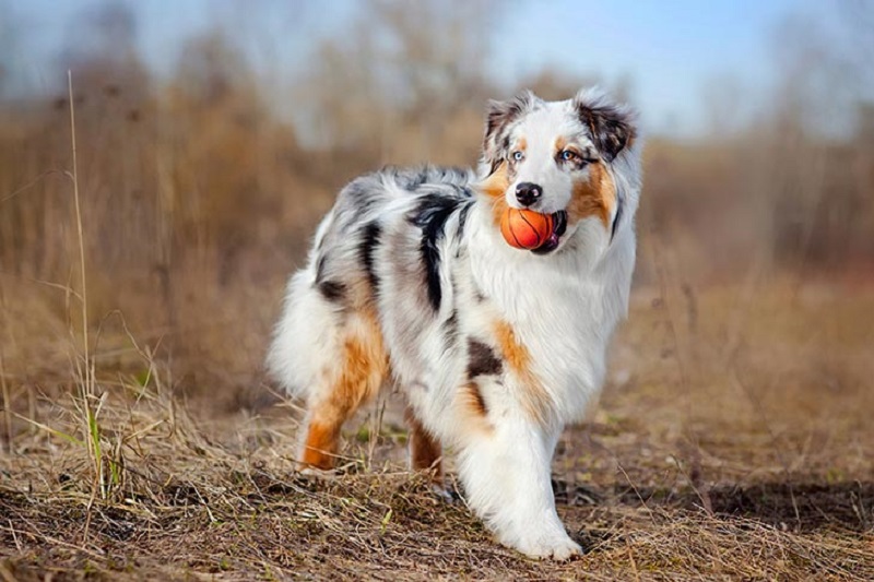 Giống chó thông minh Australian Shepherd 