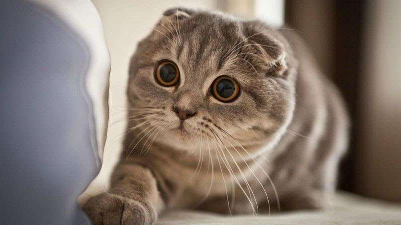 Mèo Scottish Fold Tai Cụp 