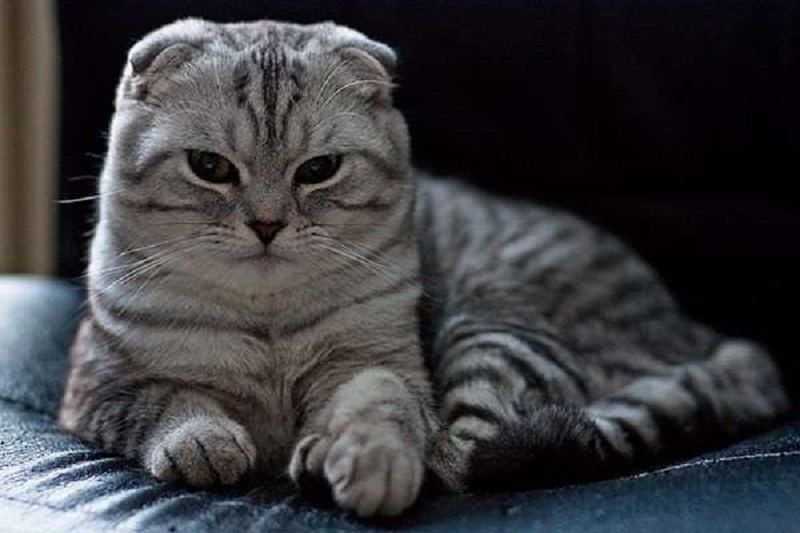 Mèo Scottish Fold Tai Cụp 