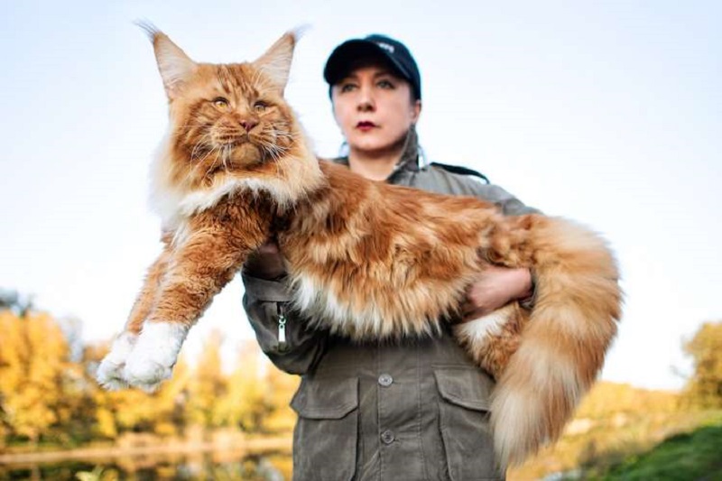 Mèo Maine Coon 