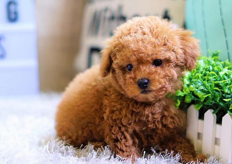 Tình trạng sức khoẻ của chó Poodle 