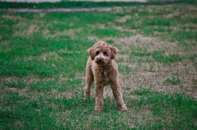 Giai đoạn chó Poodle từ 6 tháng tuổi trở đi 