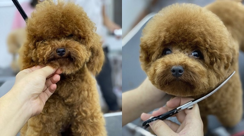 Cách chăm sóc & vệ sinh chó Poodle-2 