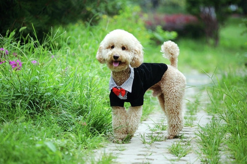 Đặc điểm của chó Poodle 