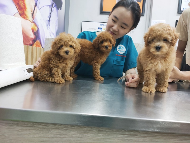 Một số lưu ý khi cho chó Poodle ăn-3