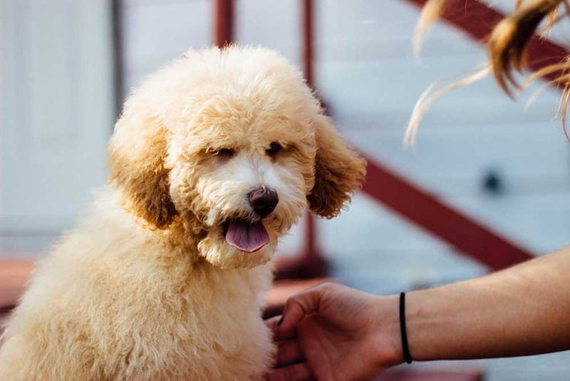 Các bệnh thường gặp ở chó Poodle-1