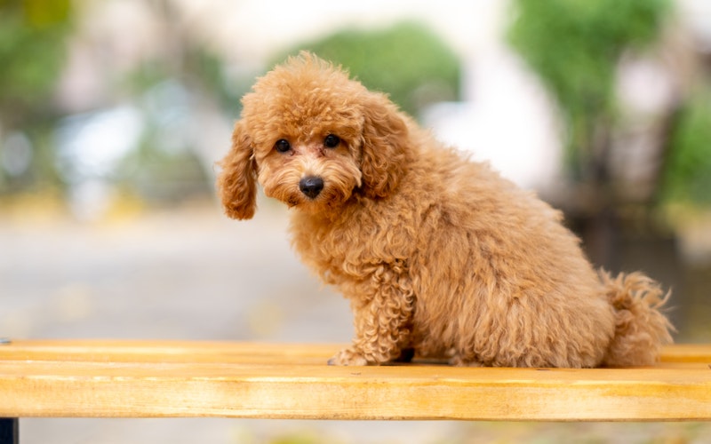 Poodle trung bình (Miniature Poodle)