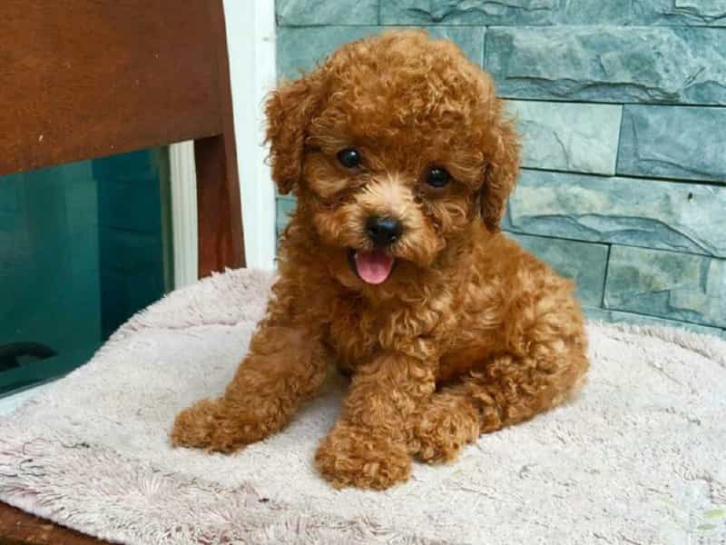 Poodle nhỏ (Toy Poodle)