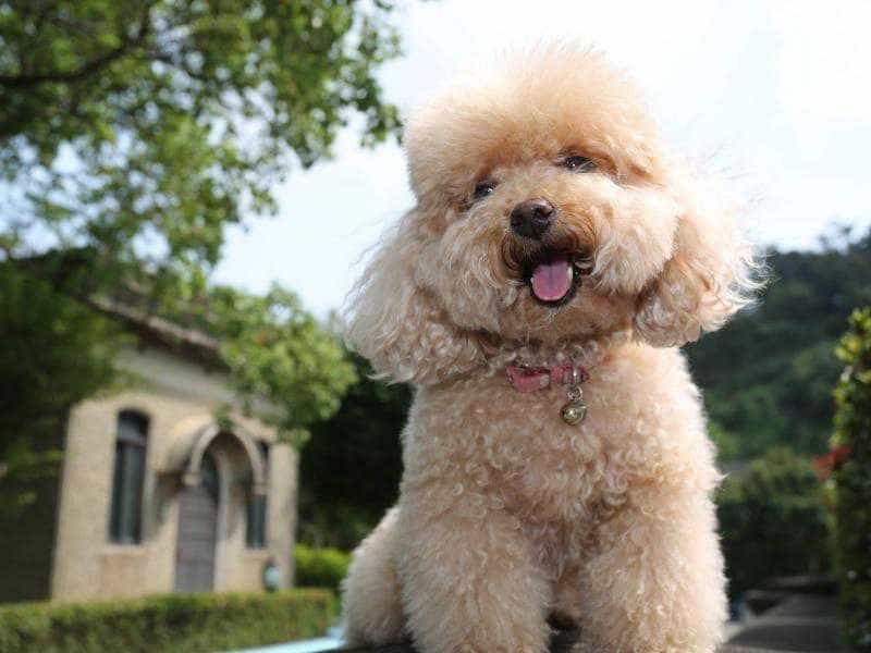 Nguồn gốc xuất xứ của chó Poodle 