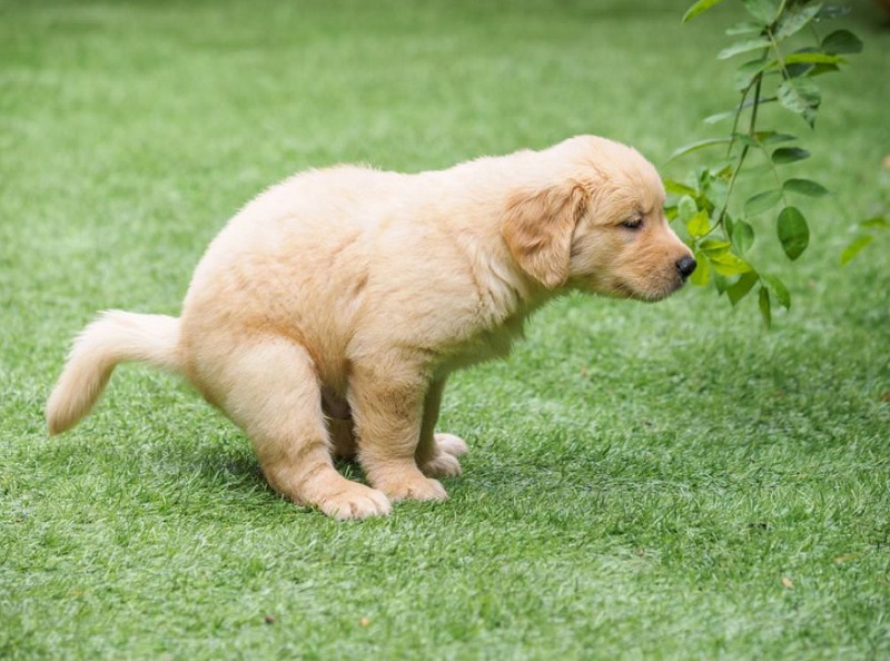  “Xử lý” các thói quen xấu của chó con 