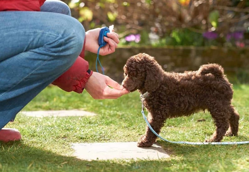 Tại sao chó Poodle cần được huấn luyện?