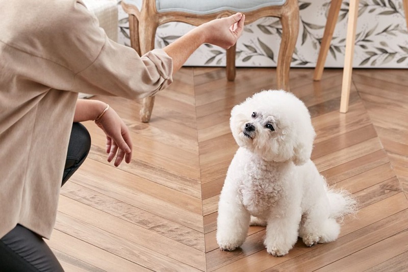 Các bước để huấn luyện chó Poodle đi bằng hai chân tại nhà