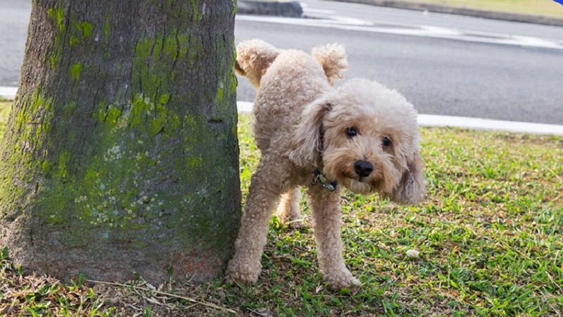 Cách nhận biết chó poodle sắp đi vệ sinh