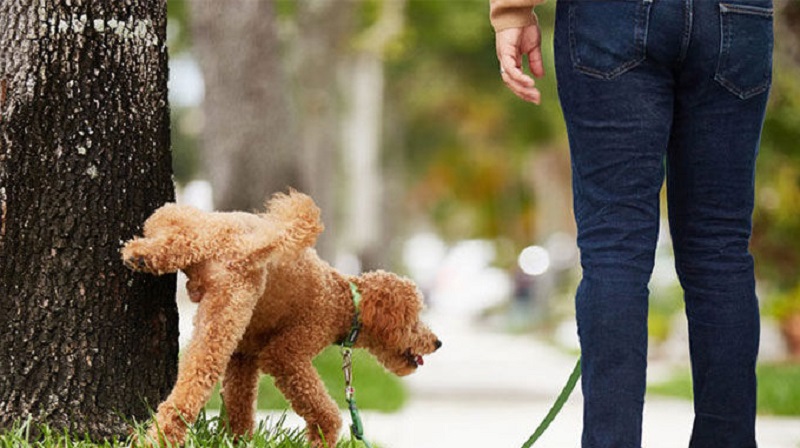 Quan sát và cảnh báo ngay khi chó Poodle đang có hành động đi Vệ sinh