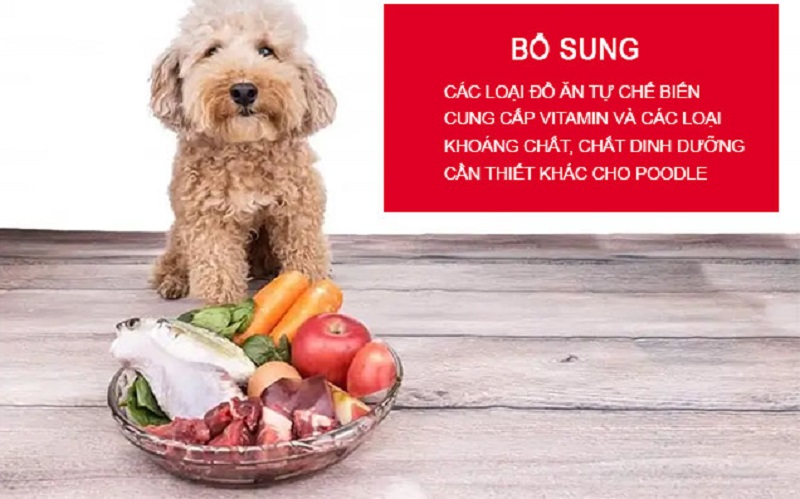 Các loại thực phẩm bổ sung cần thiết cho chó Poodle
