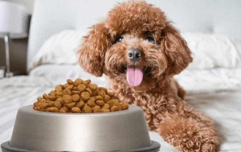 Các dạng thức ăn cho chó poodle giúp lông bóng mượt