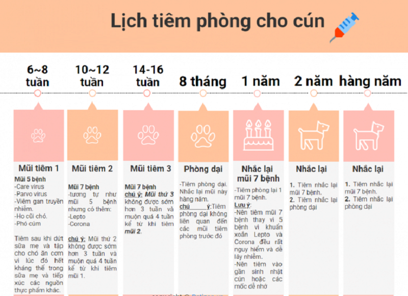 ​​​​​​Lịch tiêm Vacxin cho chó như thế nào?