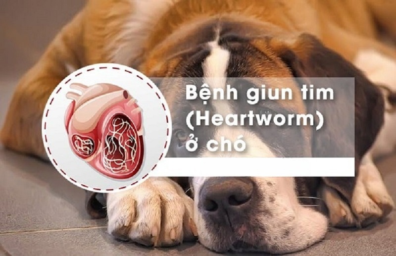 Bệnh giun tim ở chó là gì? 