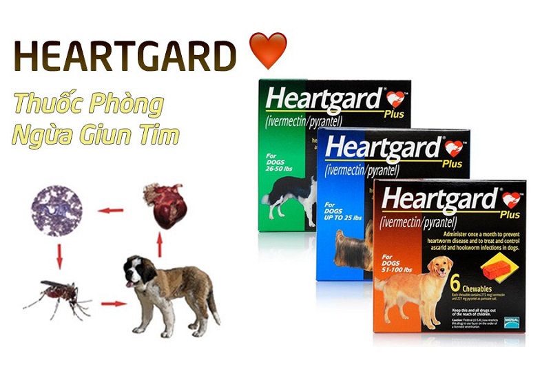 Tìm hiểu thông tin thuốc tẩy giun Heartgard Plus 