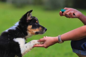 Cách huấn luyện chó ngoan ngoãn nghe lời đơn giản tại nhà