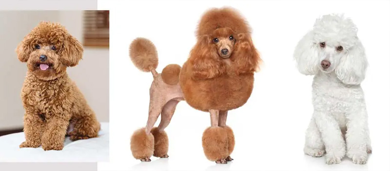 Những lưu ý khi tỉa lông cho Poodle đẹp tại nhà 