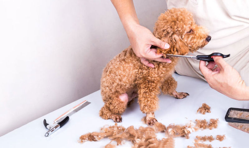 Tại sao nên cắt tỉa lông cho Poodle thường xuyên