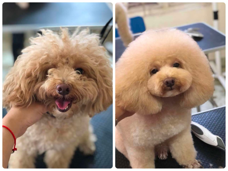 Tại sao nên cắt tỉa lông cho Poodle thường xuyên-1 