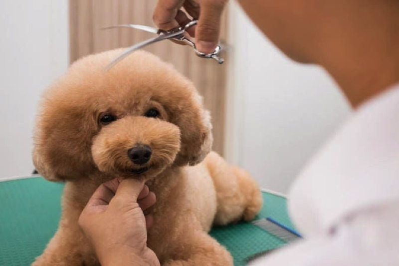 Những lưu ý khi tỉa lông cho Poodle đẹp tại nhà -1 