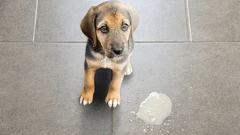 Nguyên nhân gây ra bệnh đi ngoài ra máu ở chó 