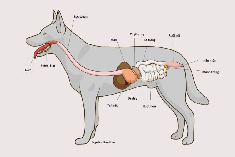 Bị lồng xoắn tắc ruột dẫn đến chó đi ngoài ra máu