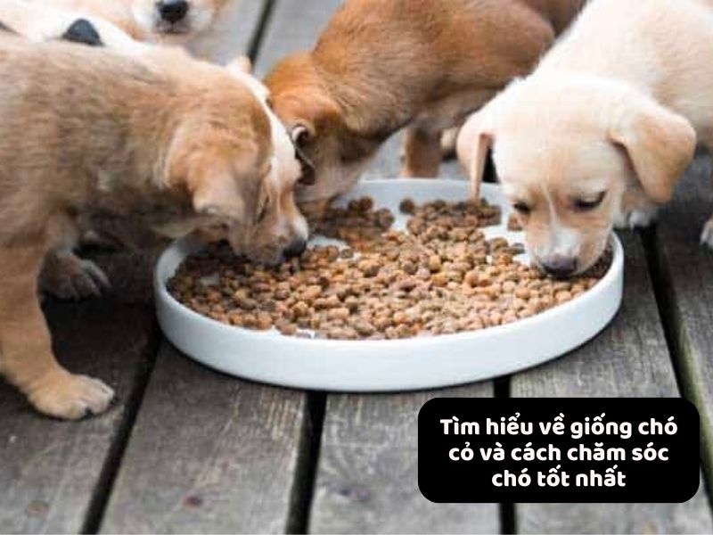 Giai đoạn trên 6 tháng tuổi của chó